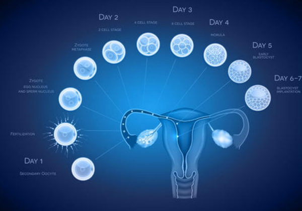 为什么海外做试管婴儿是冻胚移植呢？与鲜胚移植有什么区别？
