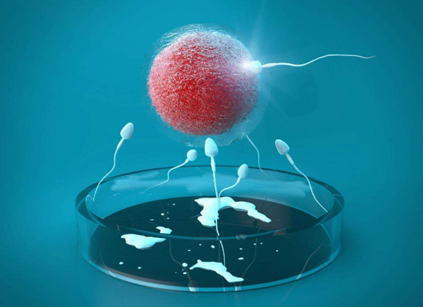 为什么取下的卵子不能全部与胚胎匹配？获卵数、胚胎数是什么意思？
